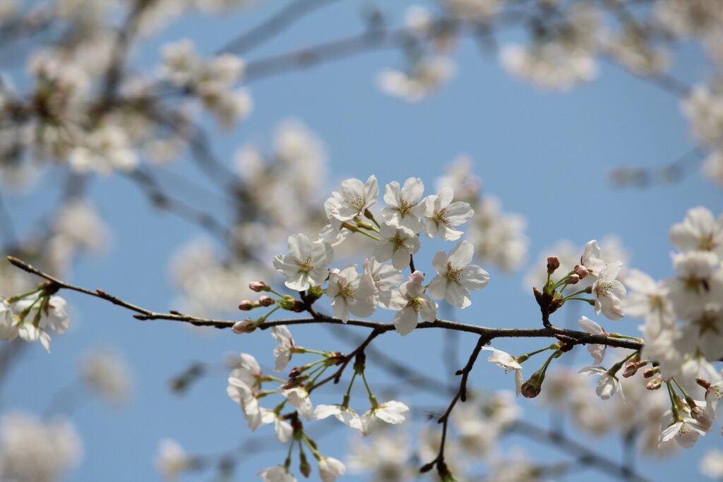 桜咲く