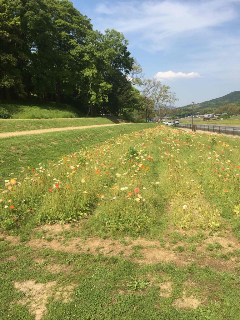 明日香甘樫丘麓